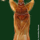 Aenictopecheidae的圖片