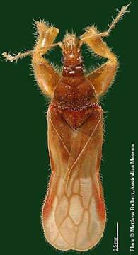 صورة Aenictopecheidae