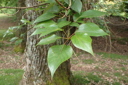 Image of Yunnan poplar