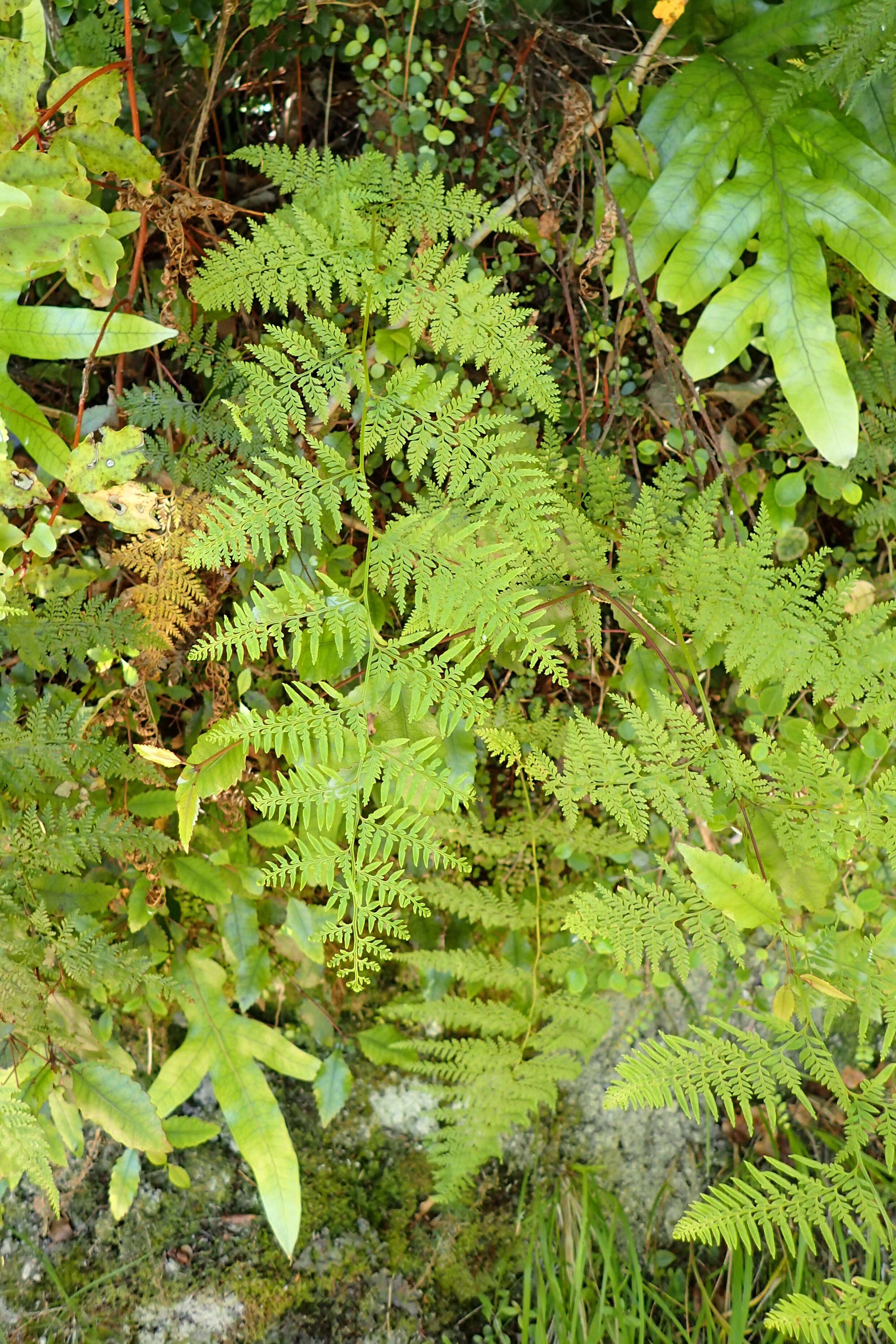 Image of Asplenium gracillimum