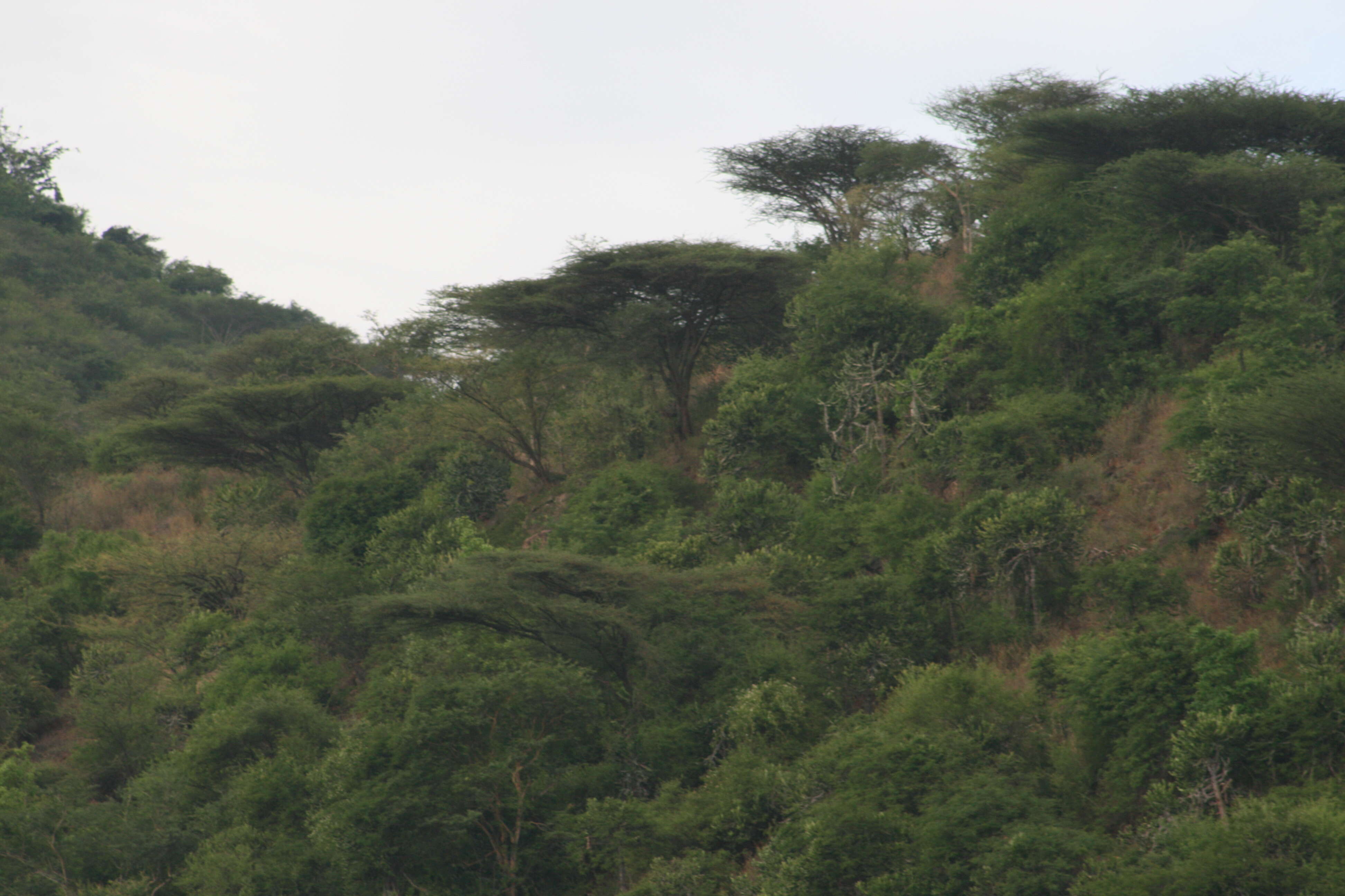 Plancia ëd Vachellia planifrons (J. König ex Wight & Arn.) Ragup., Seigler, Ebinger & Maslin