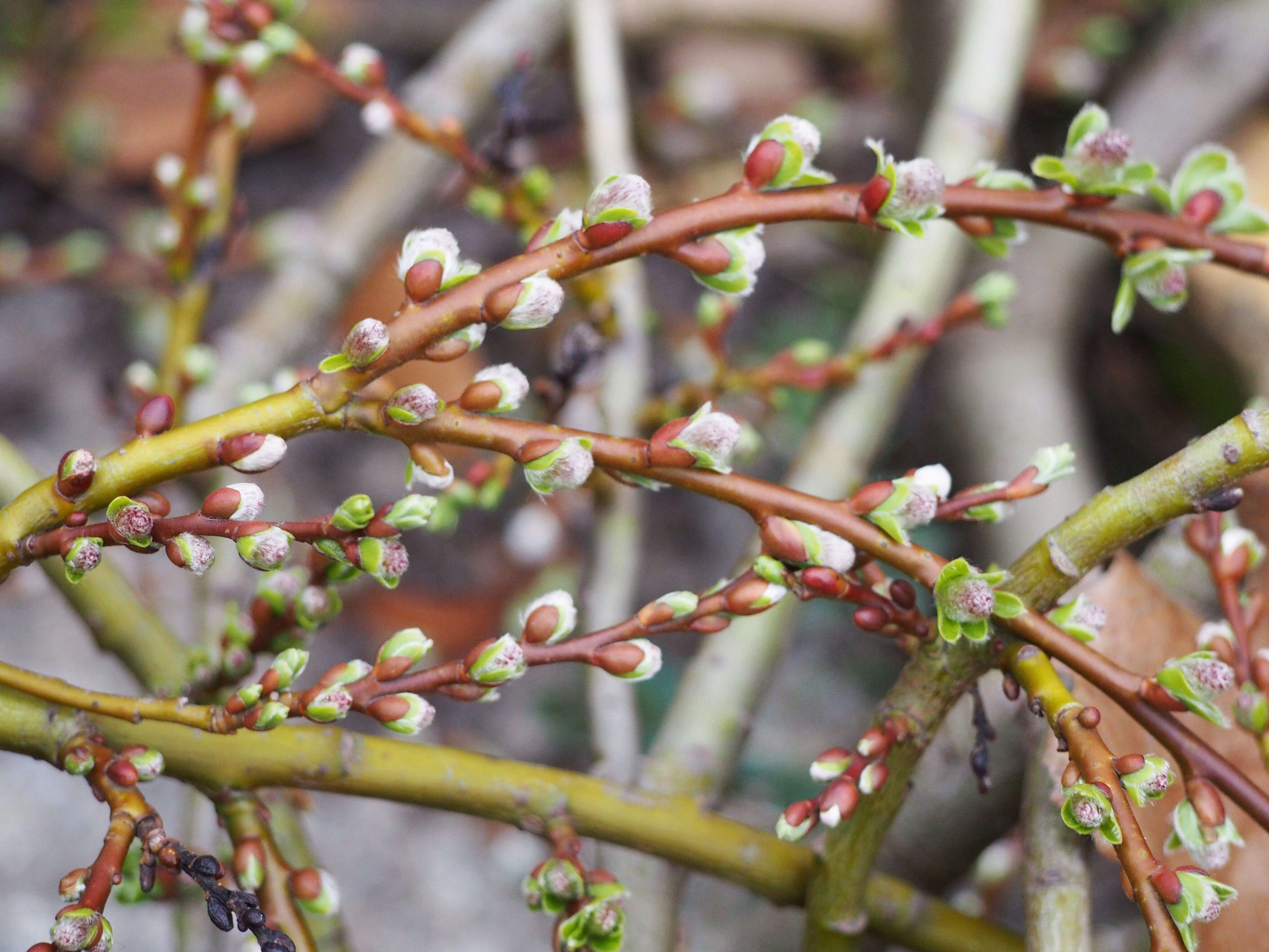 Image de Salix arbuscula L.