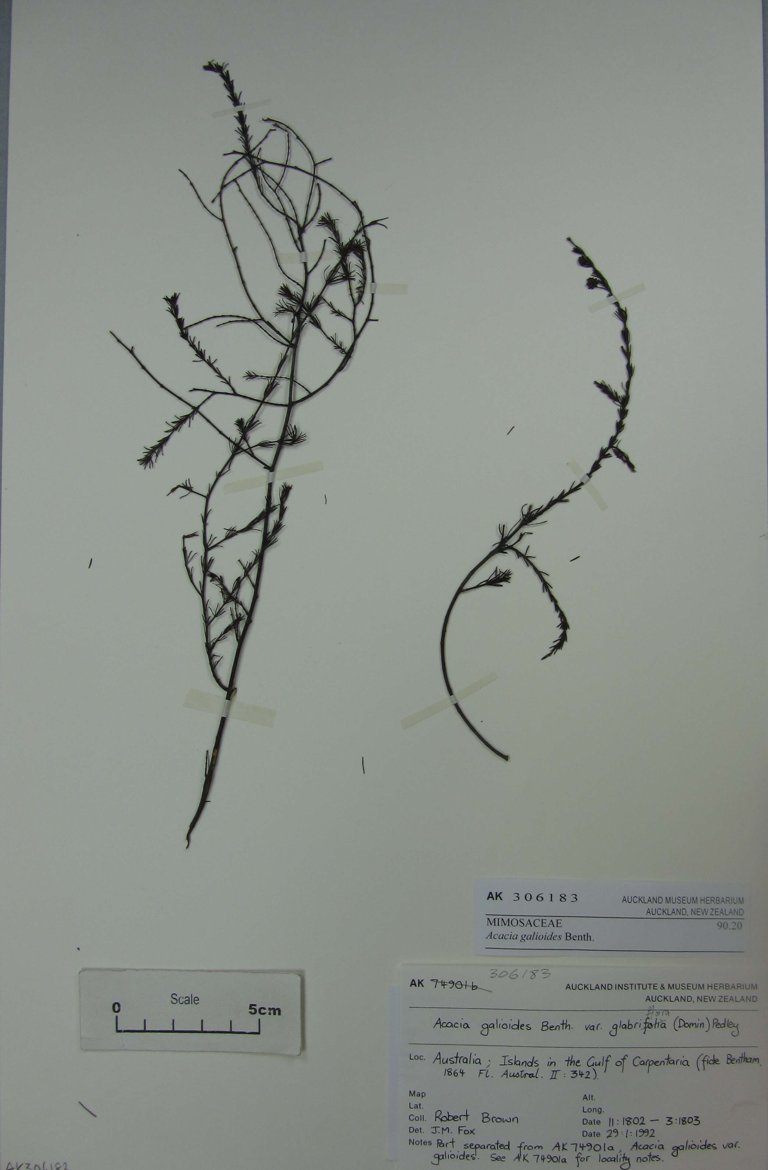 Image of Acacia galioides Benth.