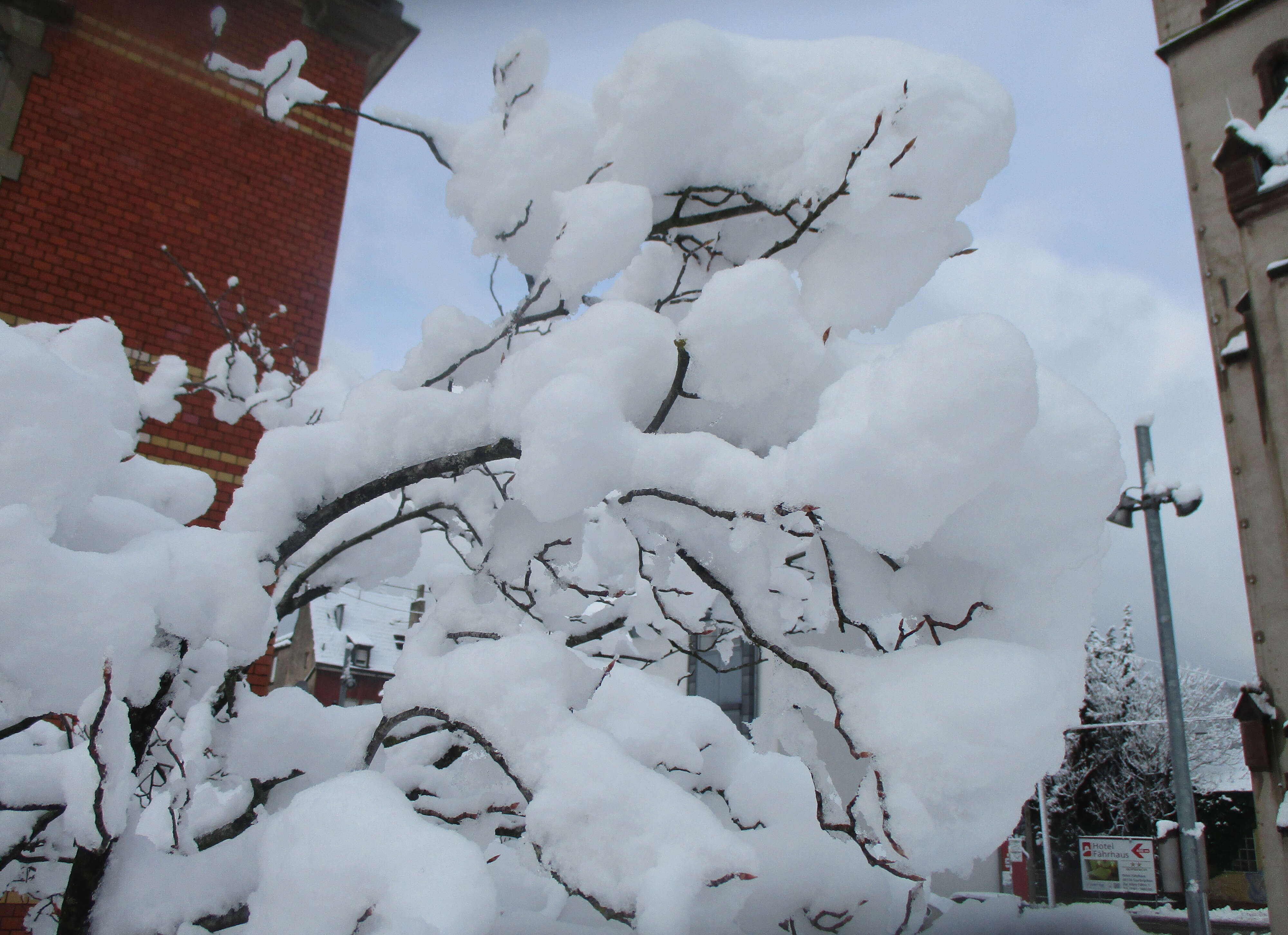 Image of Amelanchier lamarckii