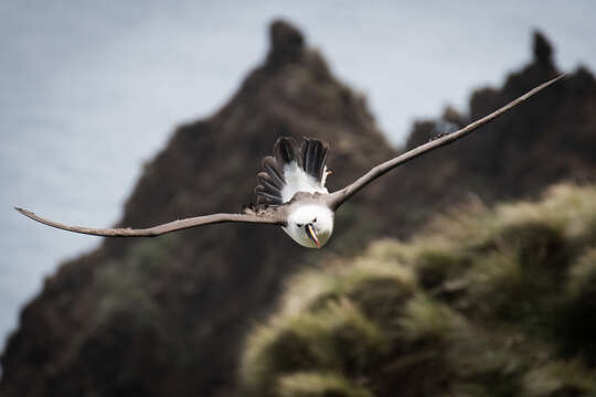 Image of Indian Yellow-nosed Albatross