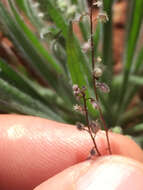 Image of sandweed