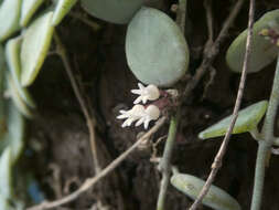 Image of Dischidia nummularia R. Br.