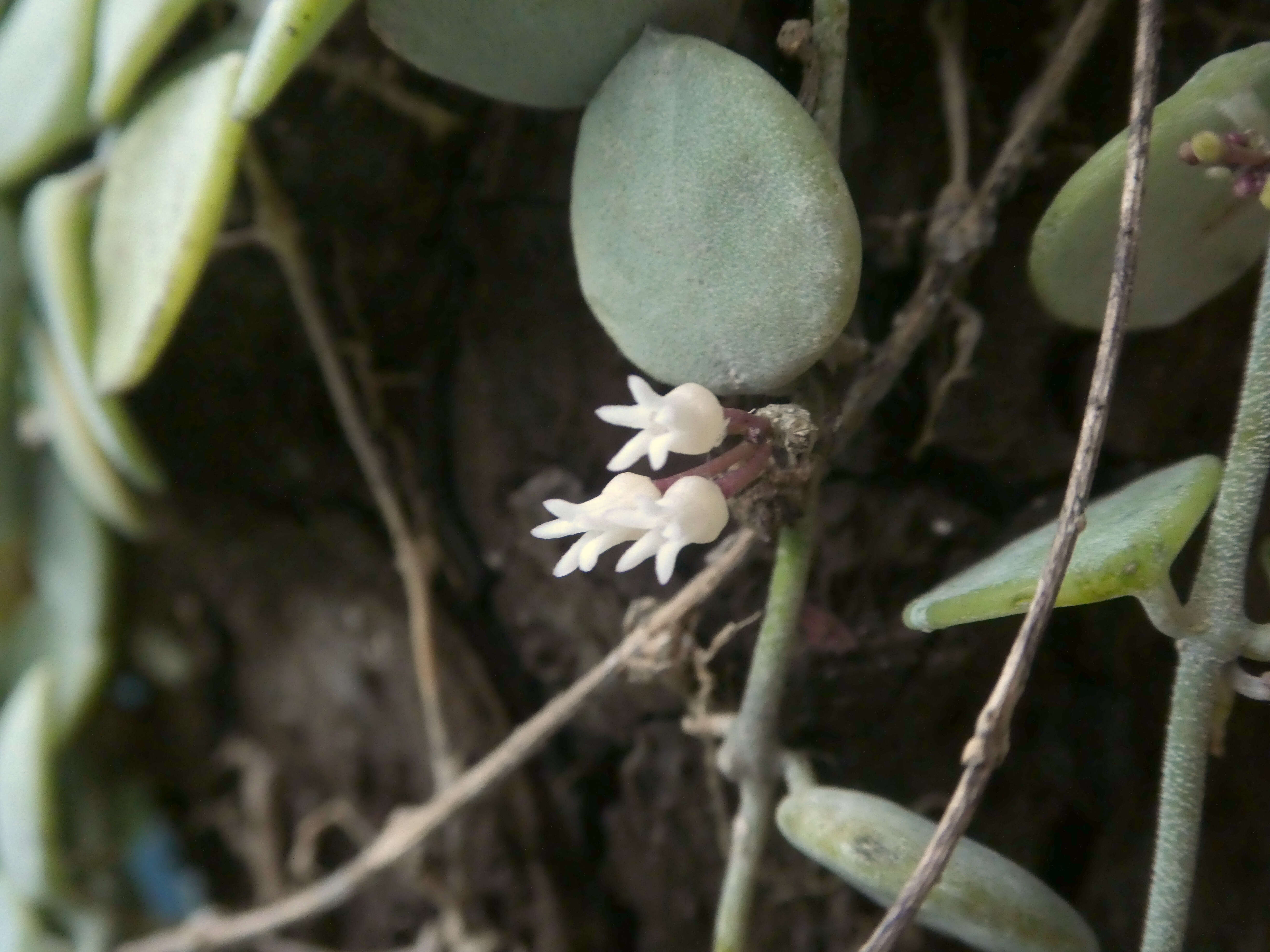 Image of Dischidia nummularia R. Br.