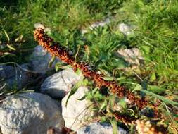 Rumex palustris Sm. resmi