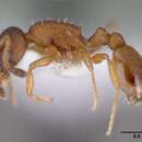 Imagem de Temnothorax tuberum