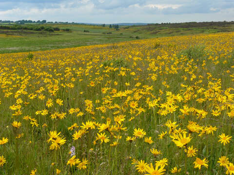 Image of mountain arnica