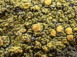 Image of eggyolk lichen