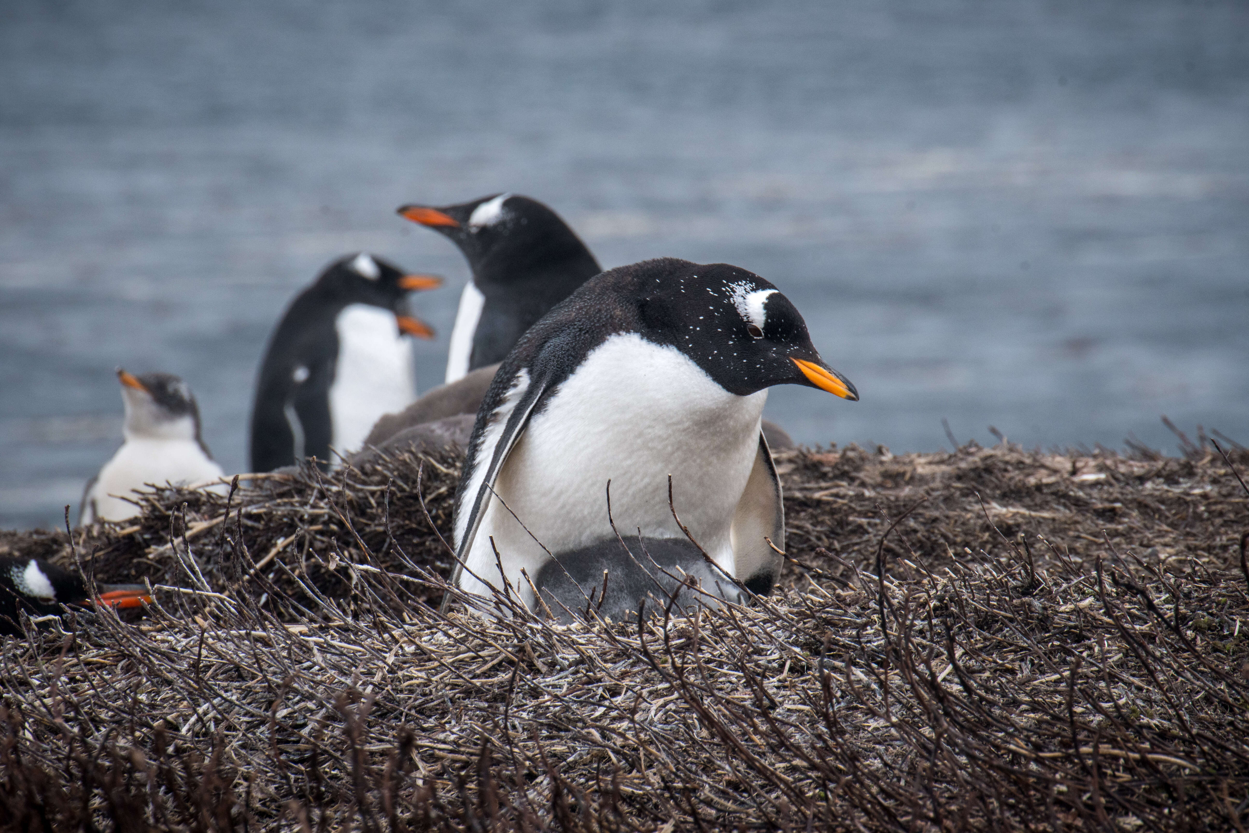 Image of Gentoo Penguin