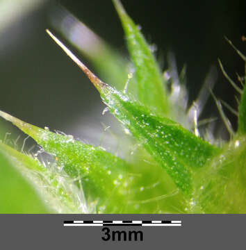 Image of lesser hemp-nettle