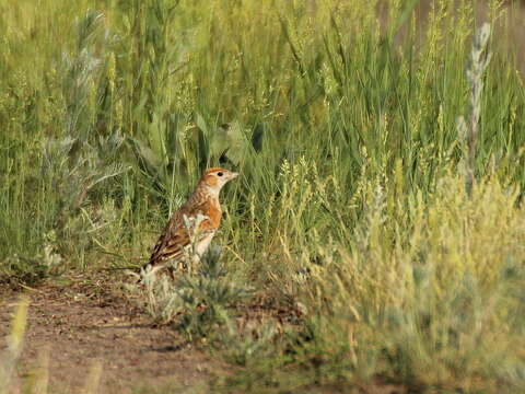 Image of White-winged Lark