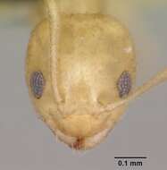 Image of Little yellow ant