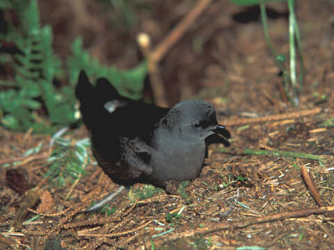 Image of Leach's Storm Petrel