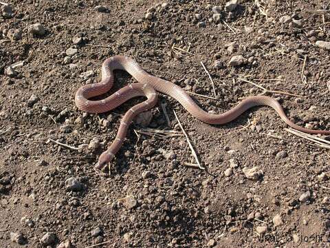 Image of Common Wolf Snake