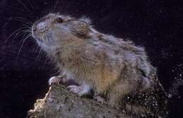 Image of Bering collared lemming