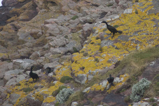 Plancia ëd Phalacrocorax aristotelis (Linnaeus 1761)