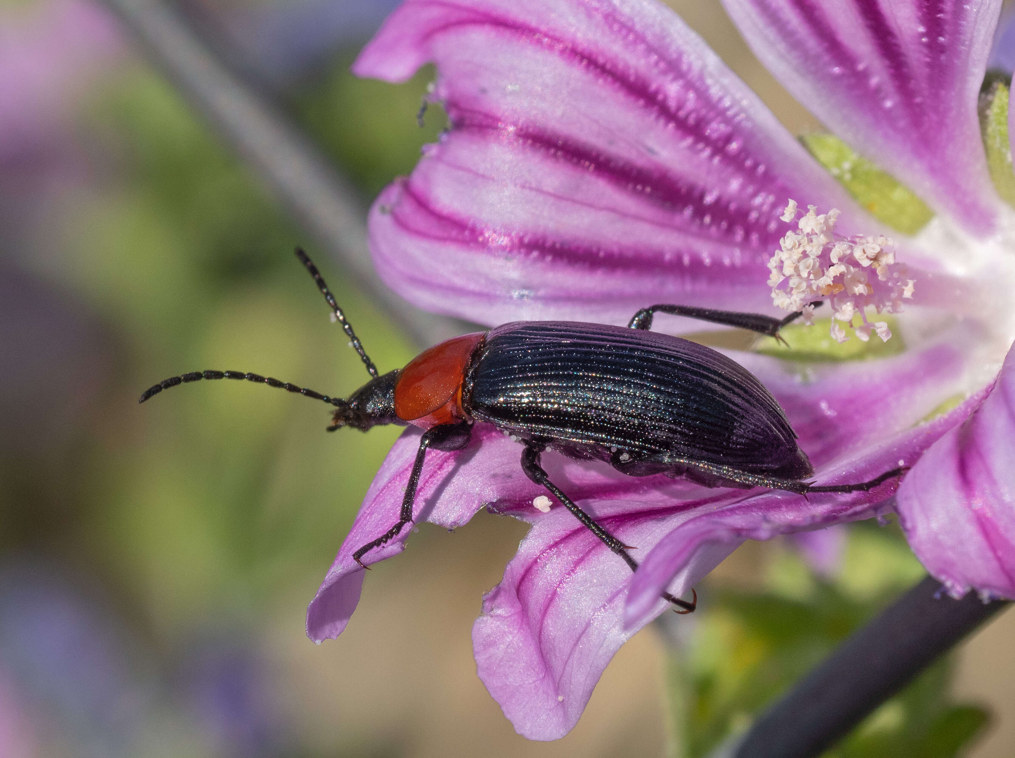 Image of Heliotaurus ruficollis