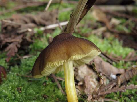 Image of Pluteus romellii (Britzelm.) Sacc. 1895