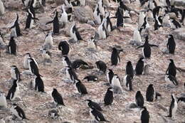 Image of Chinstrap Penguin