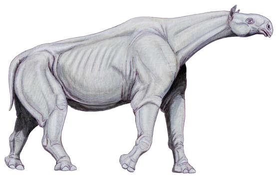 Image of Indricotheriinae