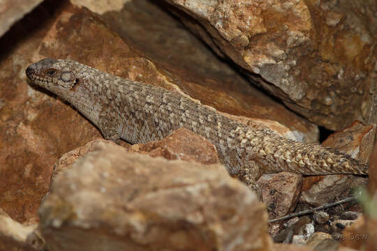 Image of Gidgee Skink