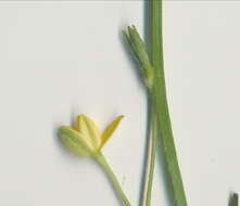 Image of Hypoxis hygrometrica Labill.