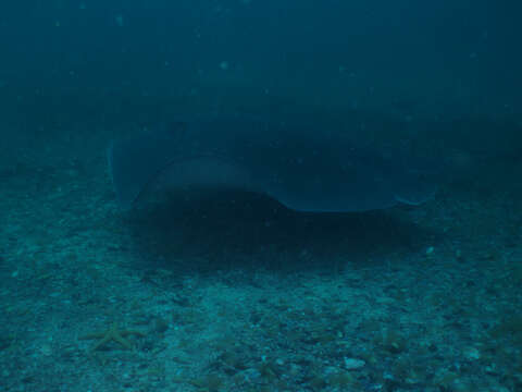 Image of Short-tail Stingray