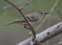 Image of goldcrests and kinglets