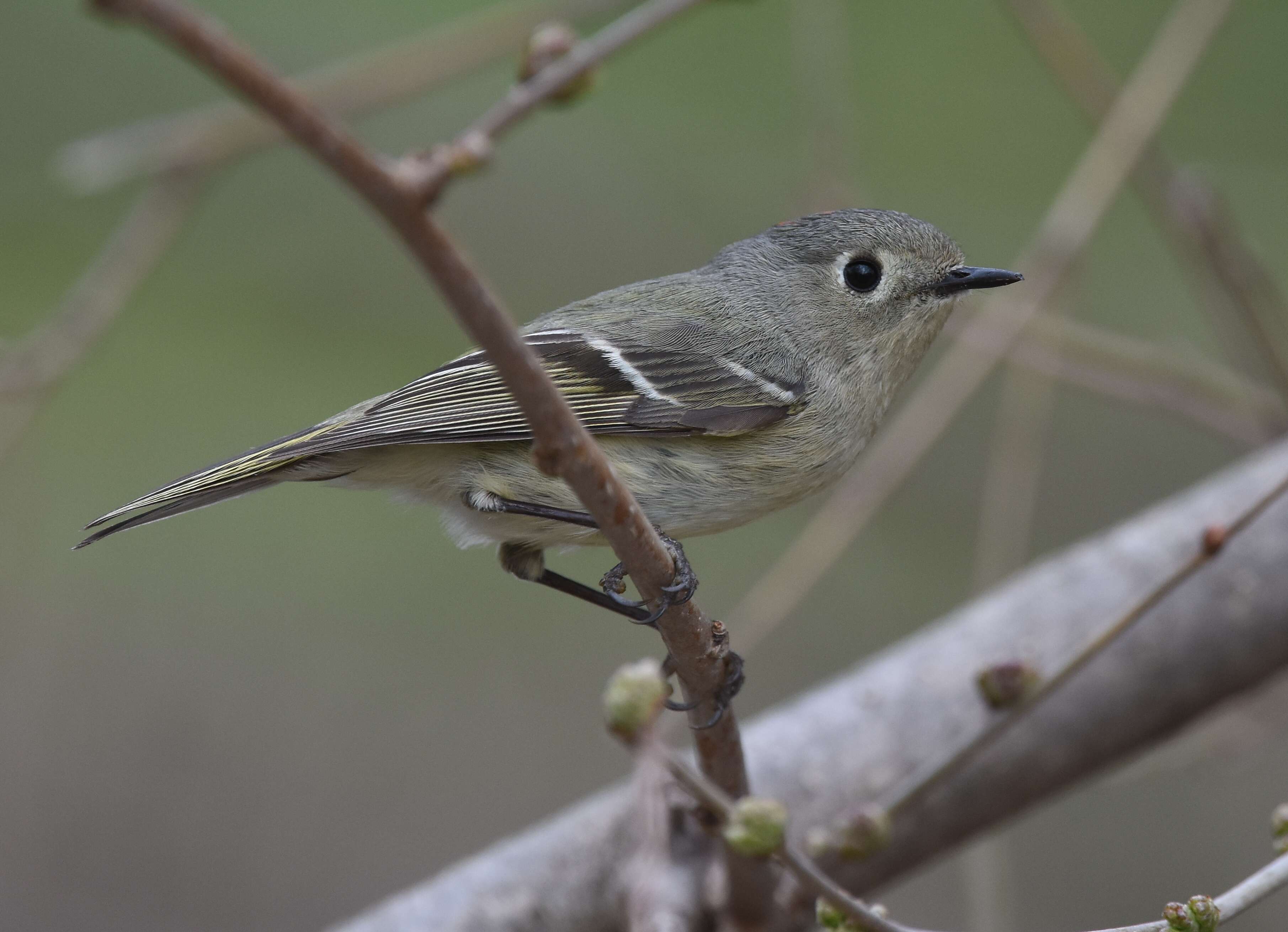 Image of goldcrests and kinglets