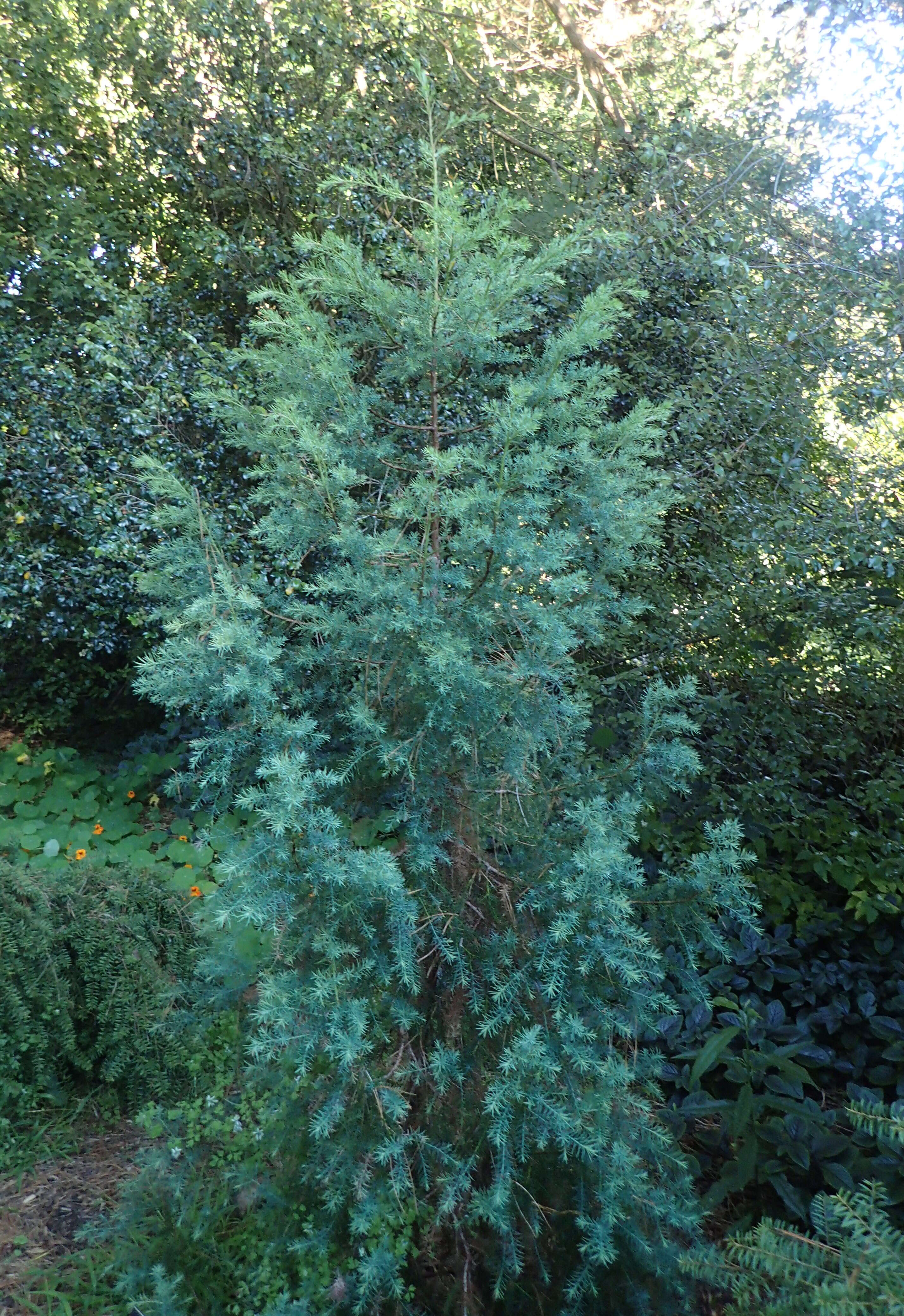 Image of Willowmore Cypress