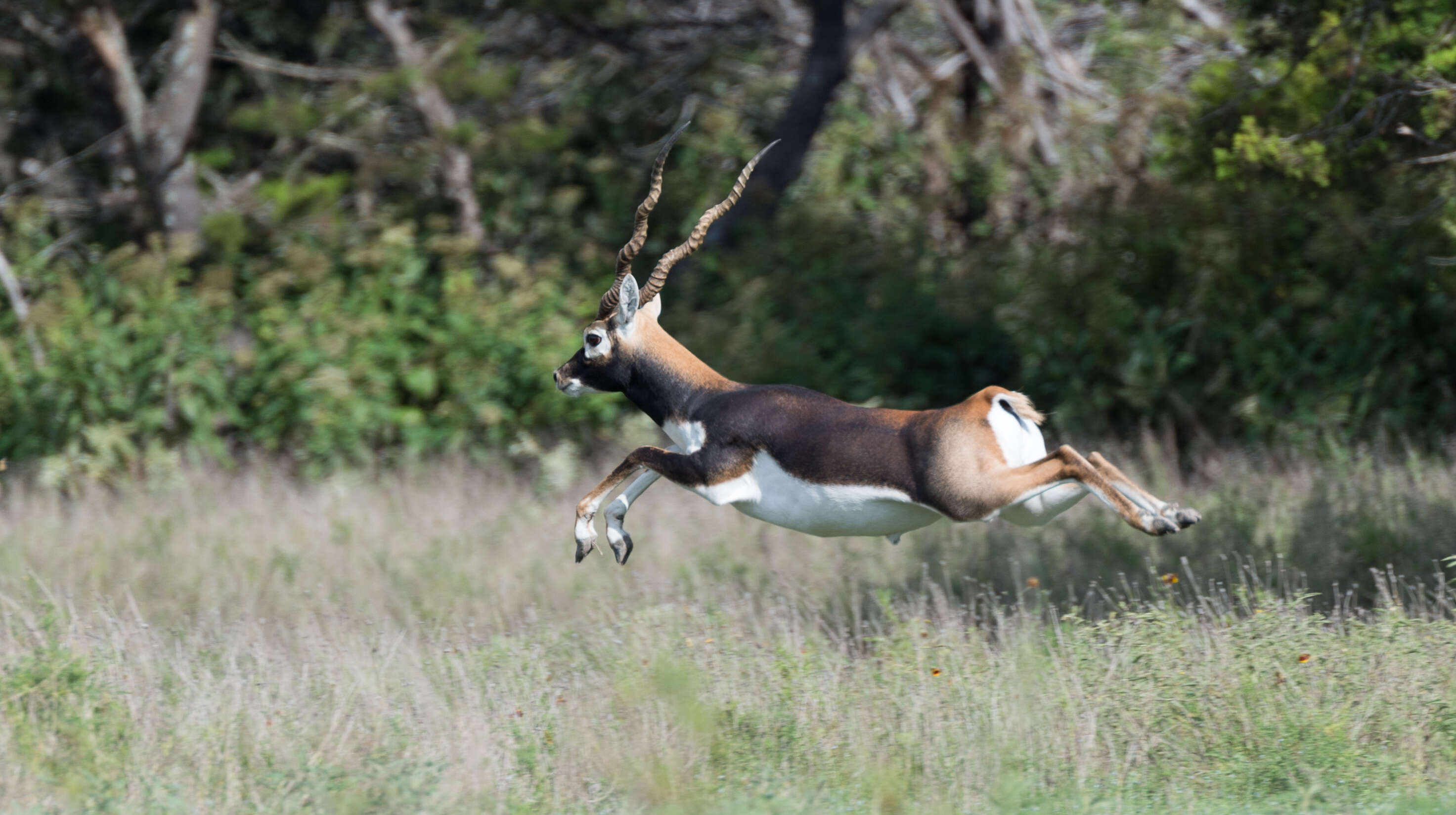 Image of Blackbuck