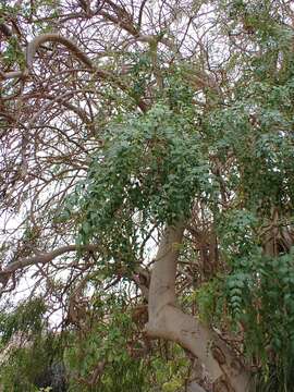 Image of Moringa stenopetala (E. G. Baker) Cufod.