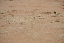 Image of Atlantic Ghost Crab