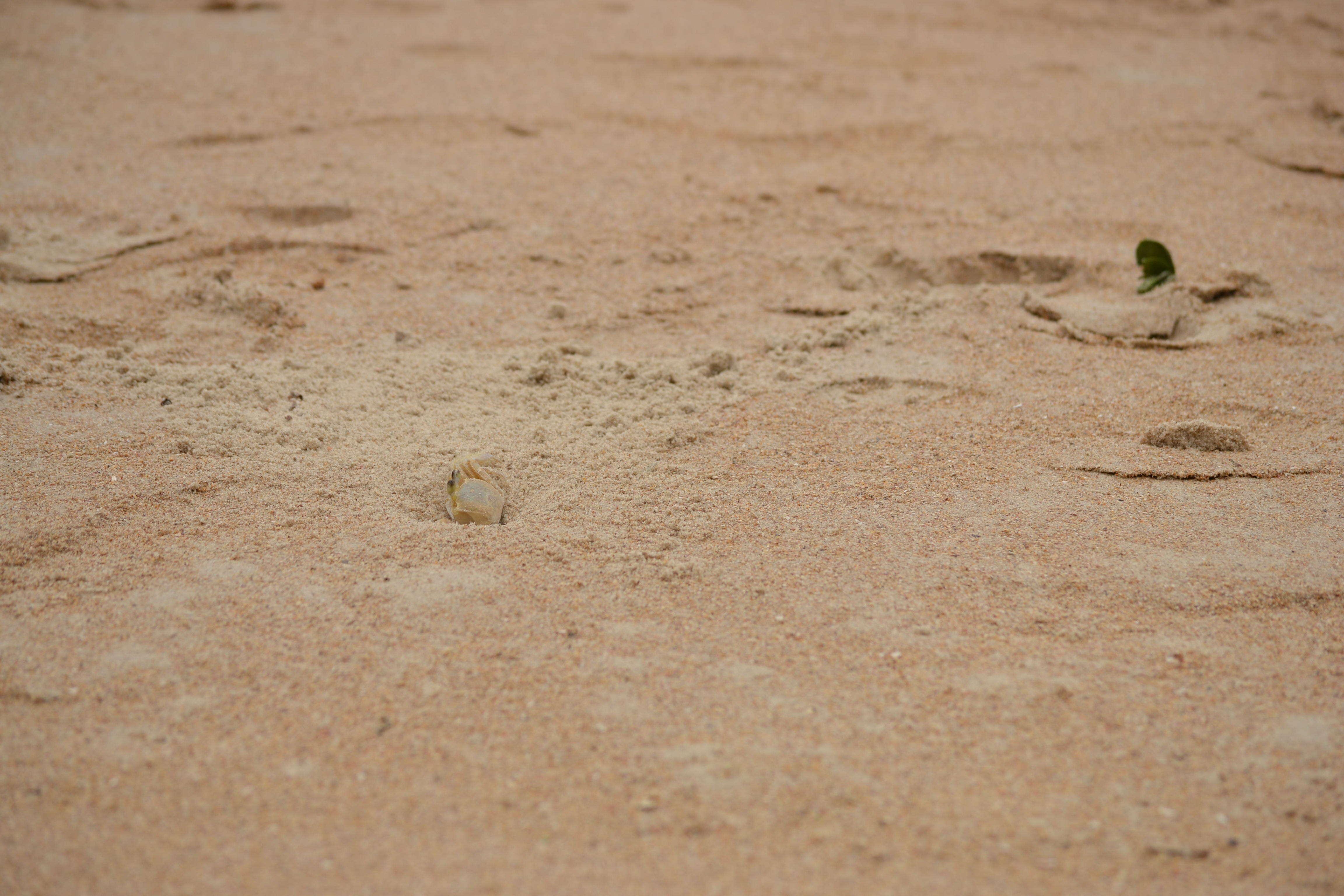 Image of Atlantic Ghost Crab