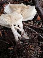 Image of Clitocybe fragrans (With.) P. Kumm. 1871