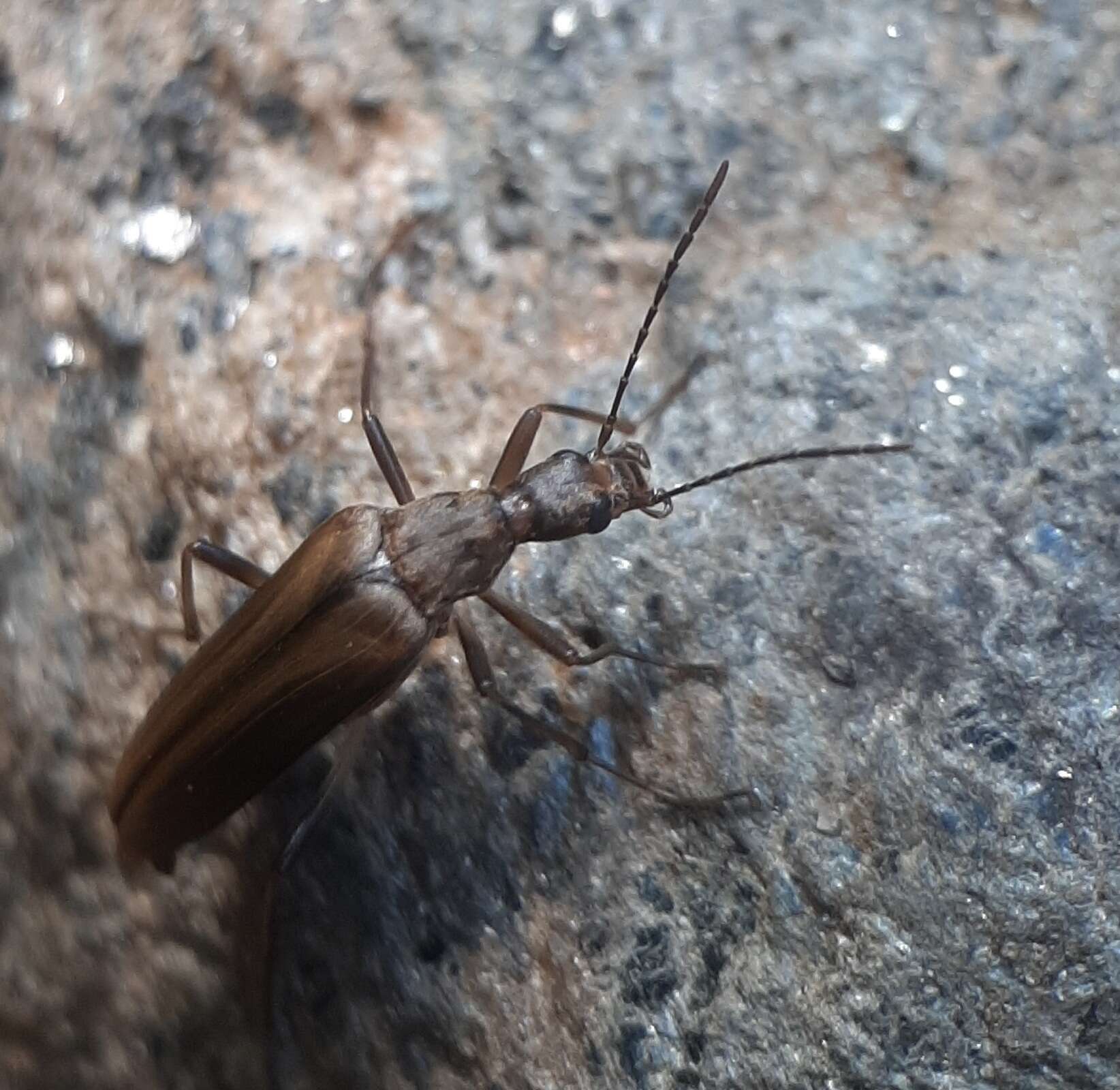 Image of false longhorn beetles