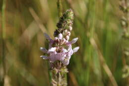 Image of Stebbins' hedgenettle