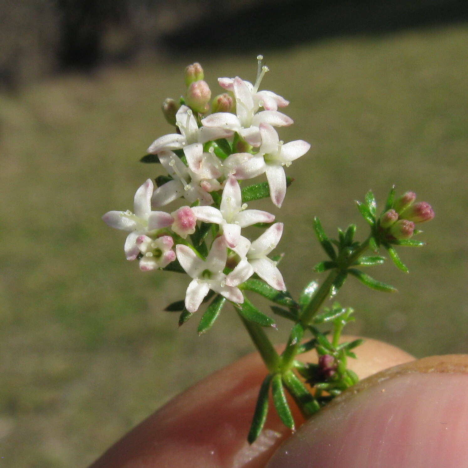 Image of Asperula conferta Hook. fil.