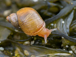 Image of Succinea archeyi Powell 1933