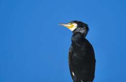 Image of Black Shag