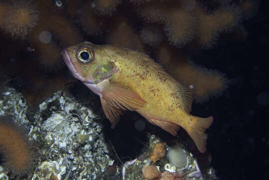 Image of norway haddock