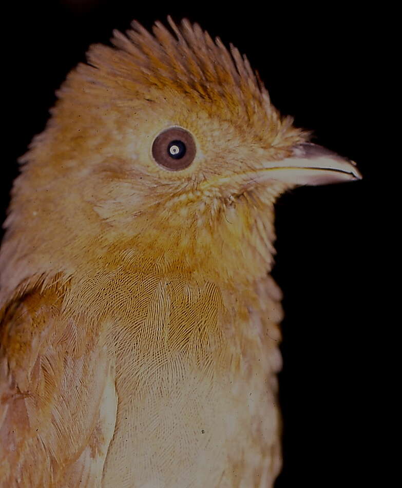 Image of Russet-winged Schiffornis