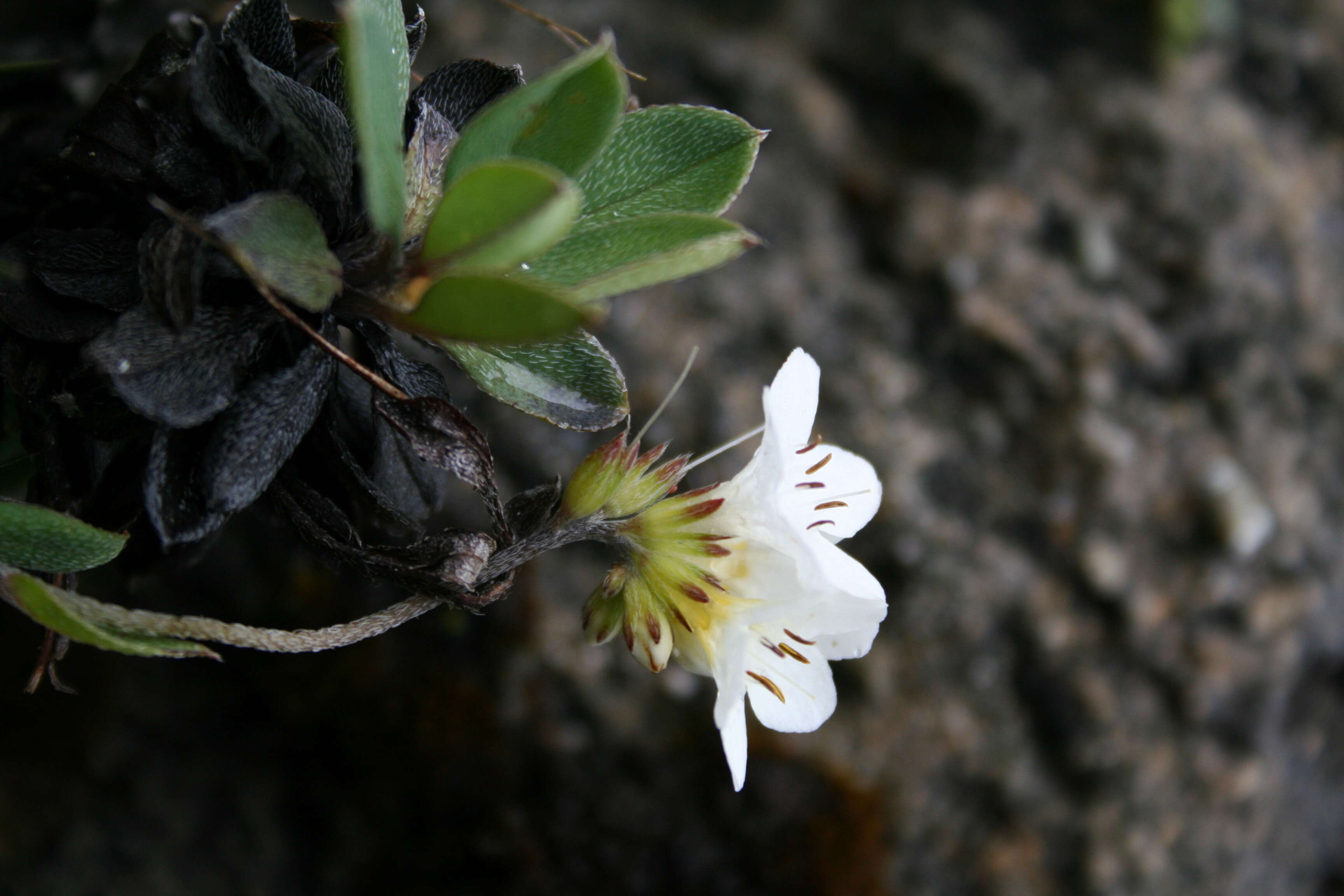 Image de Myosotis eximia Petrie