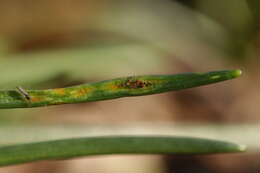 Image of Puccinia liliacearum Duby 1830