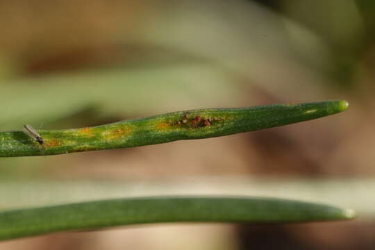 Image de Puccinia liliacearum Duby 1830