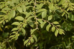 Imagem de Ziziphus oenopolia (L.) Mill.